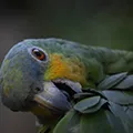 close-up-shot-of-a-parrot.webp