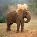 elephant-raising-sands-with-its-nose.jpg