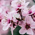 cherry-blossom-blurry.jpg cherry-blossom-blurry.jpg